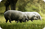 Iberico Ham Fermín Boneless Pig Photo 1