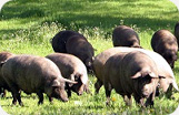 Iberico Ham Fermín Pig Photo 2