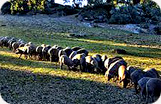 Iberico Ham Monte Nevado Pig Photo 1