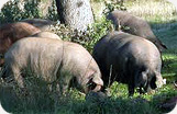 Iberico Shoulder Monte Nevado Boneless Pig Photo 1