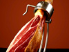 Iberico Ham Fermín Cut