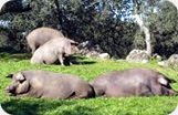 Paleta Ibérica de Bellota Fermín sin Hueso Cerdo Iberico 2