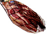 Iberico Pork Shoulder Semi Boneless Monte Nevado