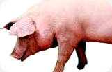 Serrano Ham Fermín Boneless Pig Photo 1