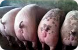 Serrano Ham Fermín Boneless  Pig Photo 2