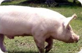 Serrano Ham Fermin Pig Photo 1