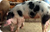 Serrano Ham Fermin Pig Photo 2