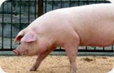 Serrano Ham Platinum Boneless Pig Photo 1