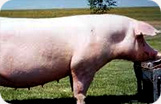Serrano Ham Platinum Boneless Pig Photo 2