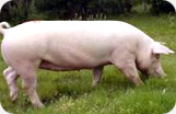 Serrano Ham Redondo Iglesias Boneless Pig Photo 2
